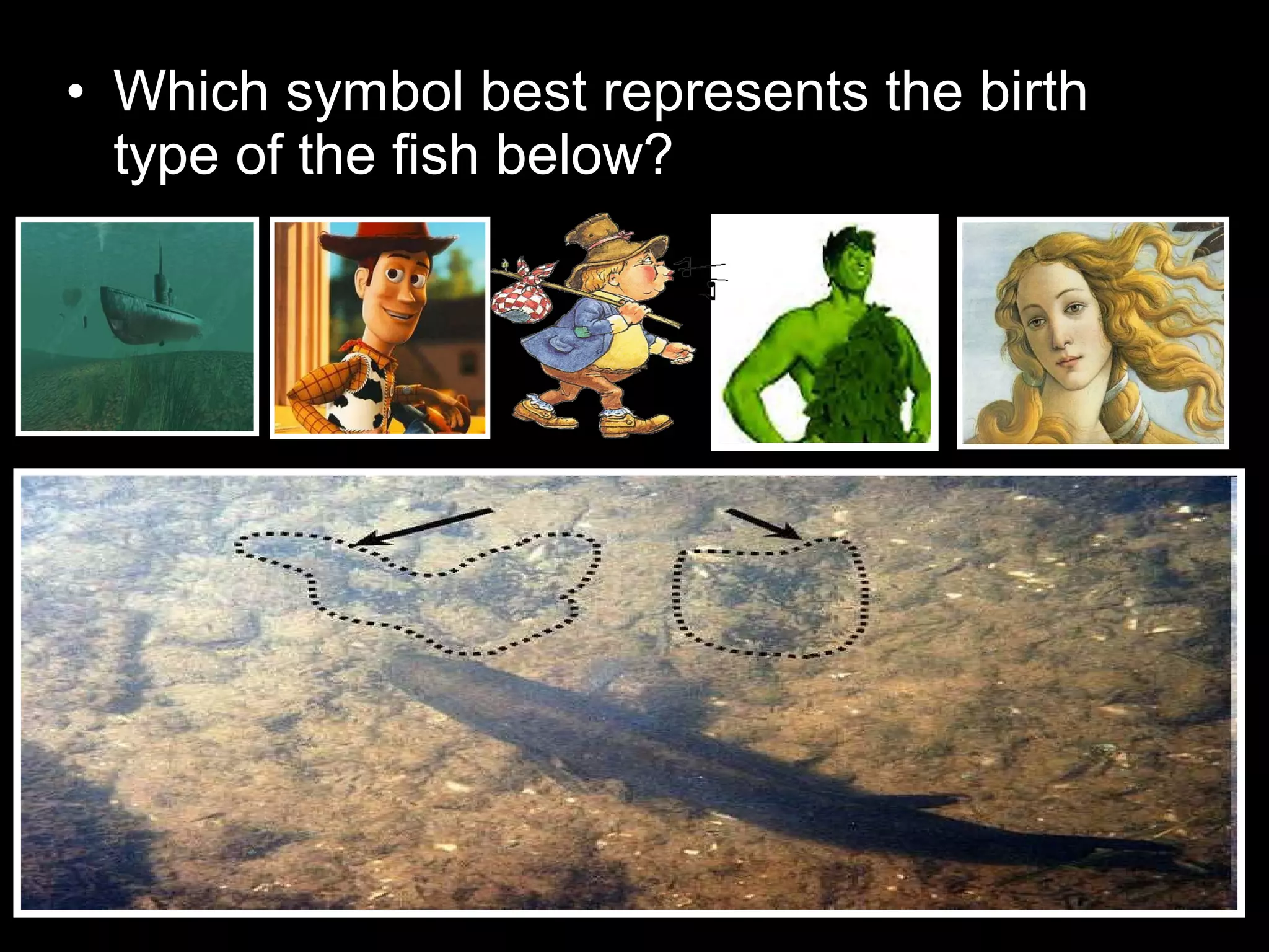 • Which symbol best represents the birth
type of the fish below?
 