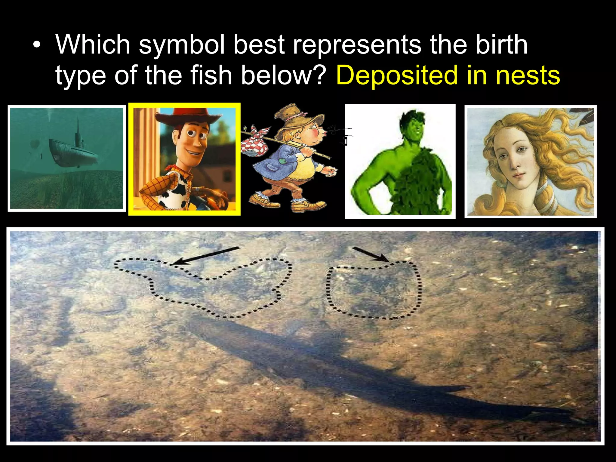 • Which symbol best represents the birth
type of the fish below? Deposited in nests
 