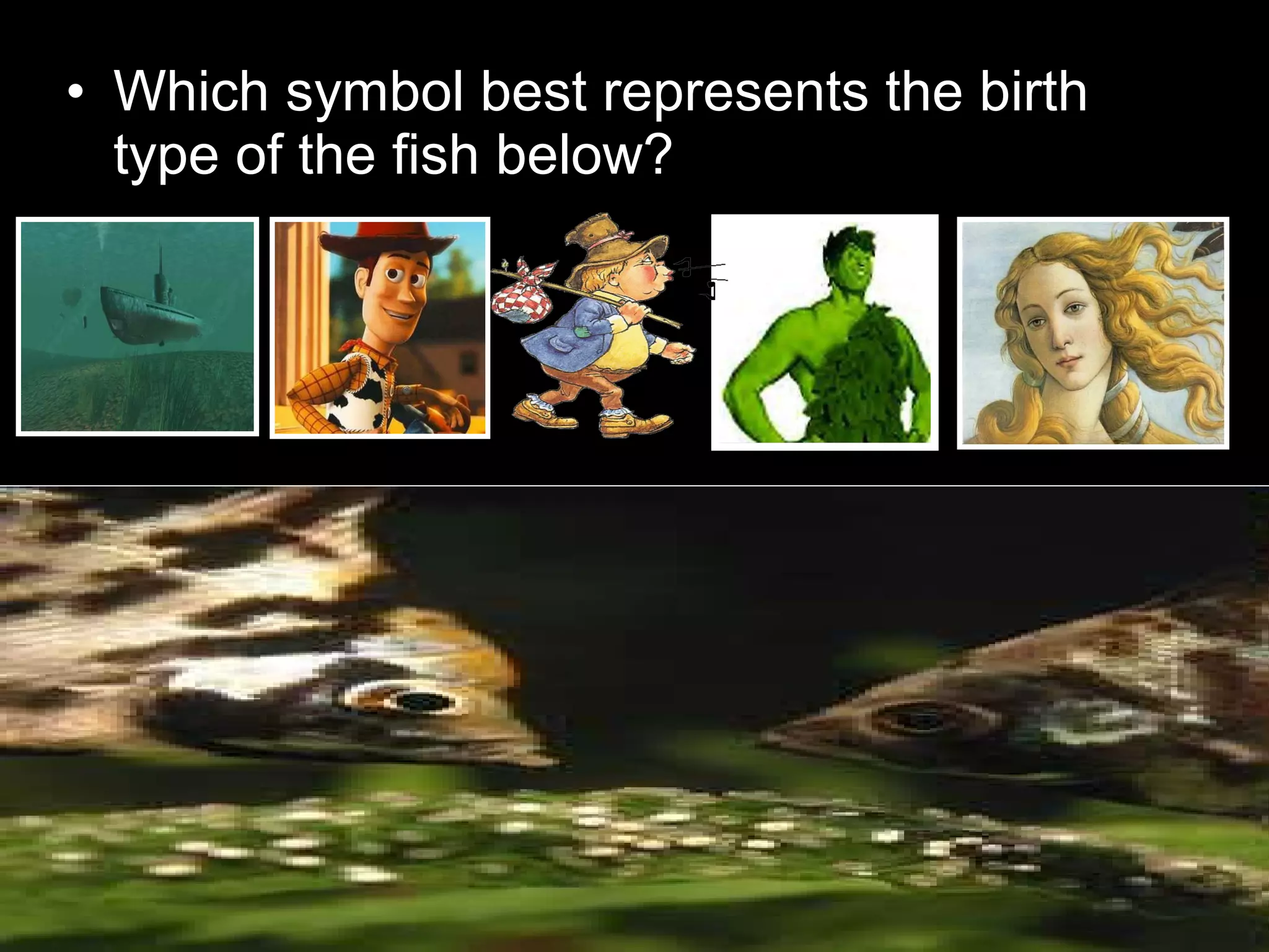 • Which symbol best represents the birth
type of the fish below?
 