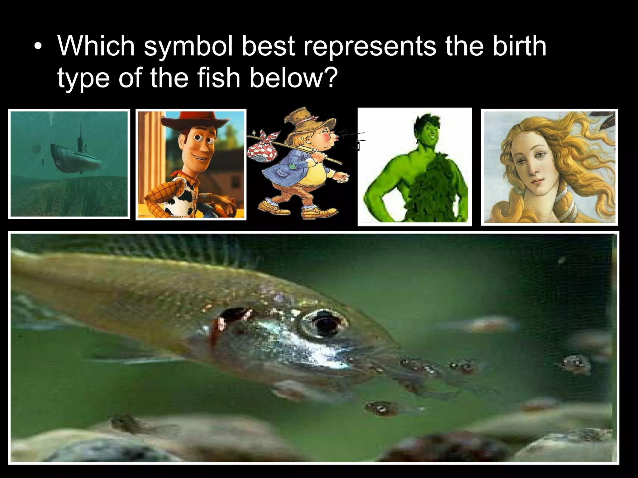 • Which symbol best represents the birth
type of the fish below?
 