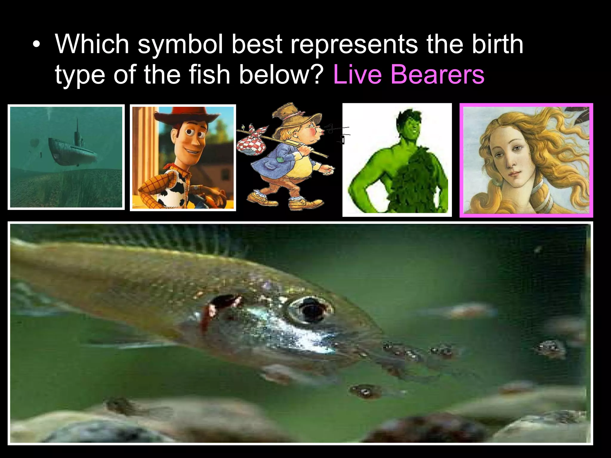 • Which symbol best represents the birth
type of the fish below? Live Bearers
 