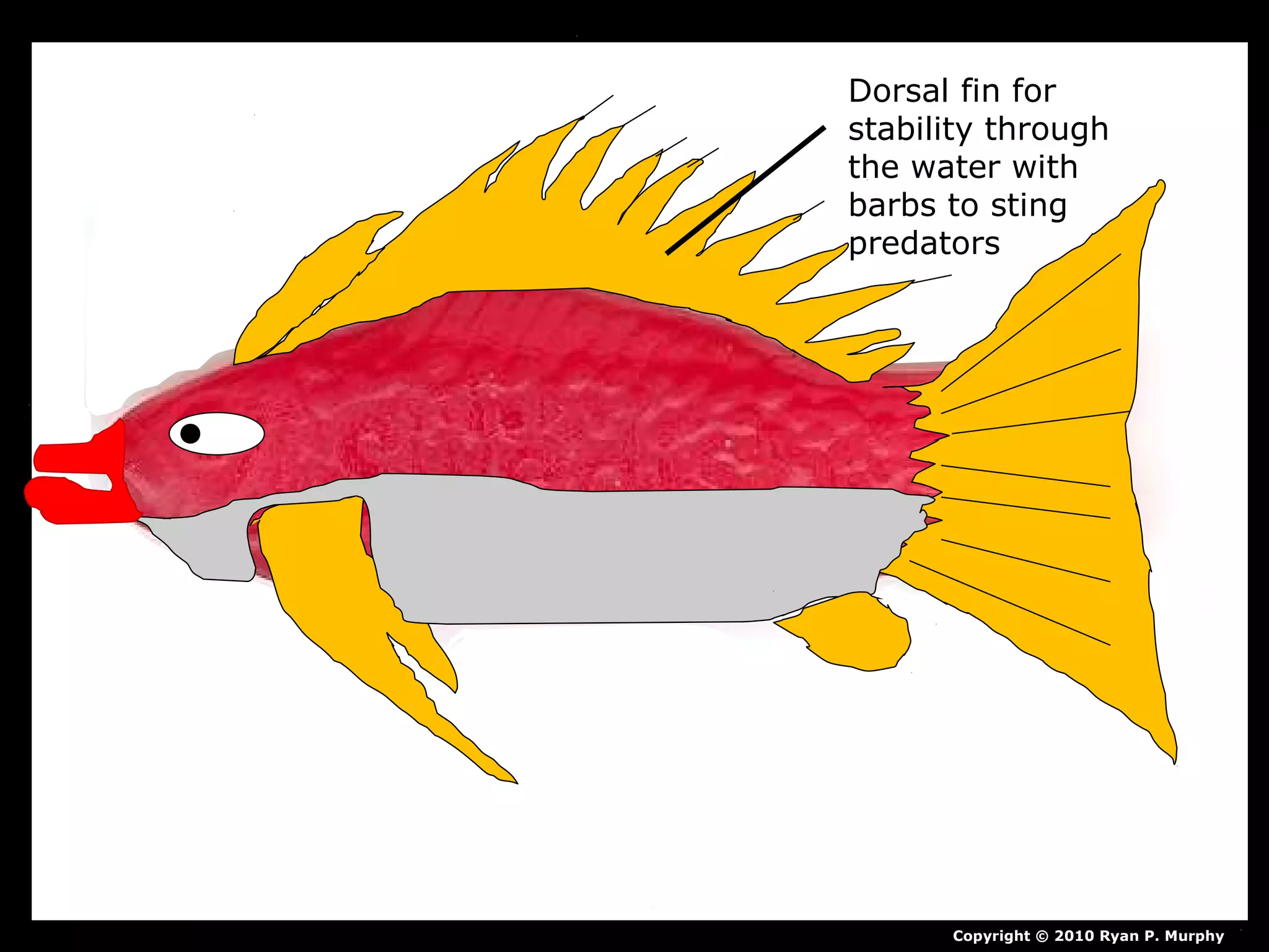 Copyright © 2010 Ryan P. Murphy
Dorsal fin for
stability through
the water with
barbs to sting
predators
 