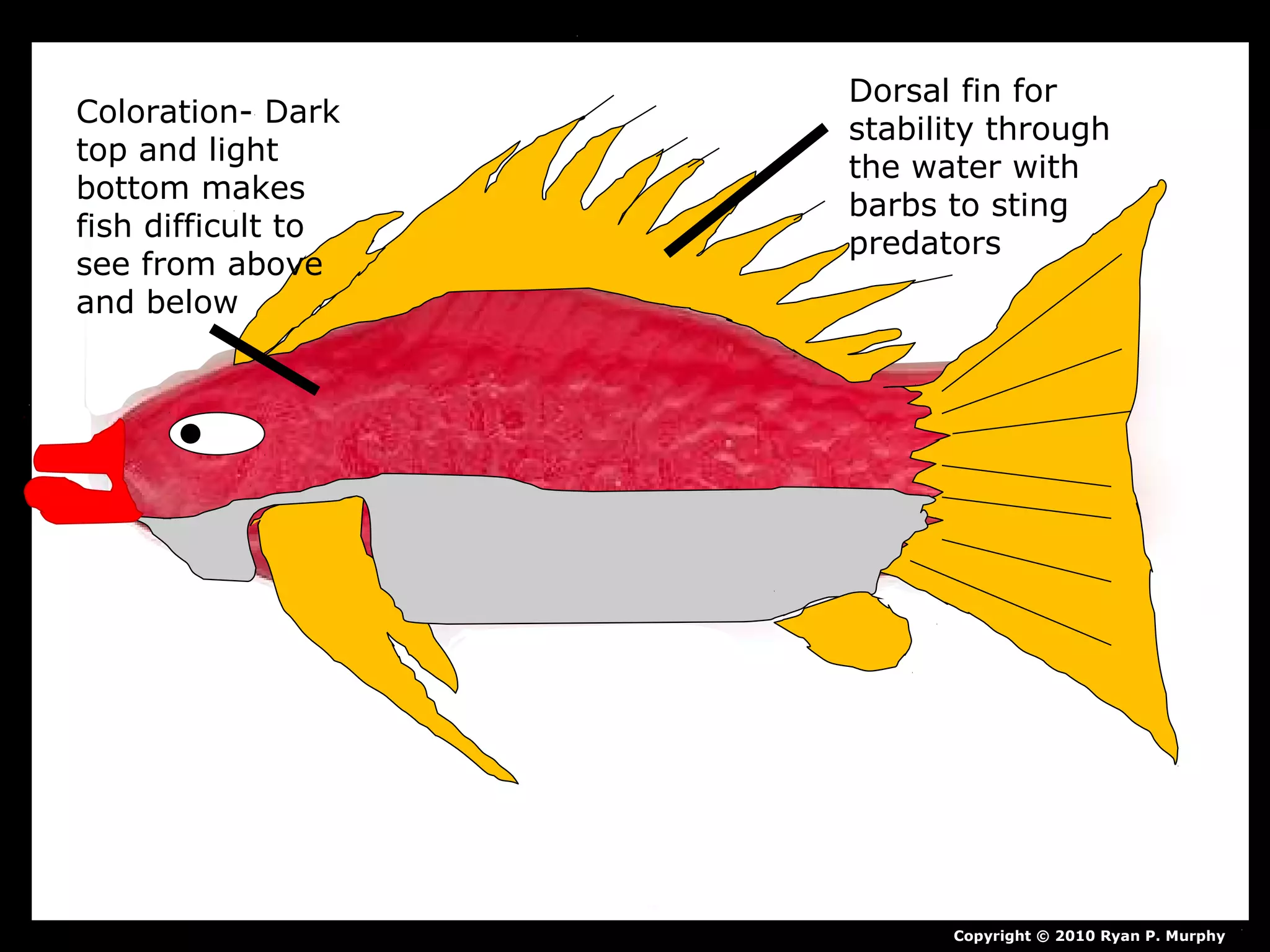 Copyright © 2010 Ryan P. Murphy
Dorsal fin for
stability through
the water with
barbs to sting
predators
Coloration- Dark
top and light
bottom makes
fish difficult to
see from above
and below
 