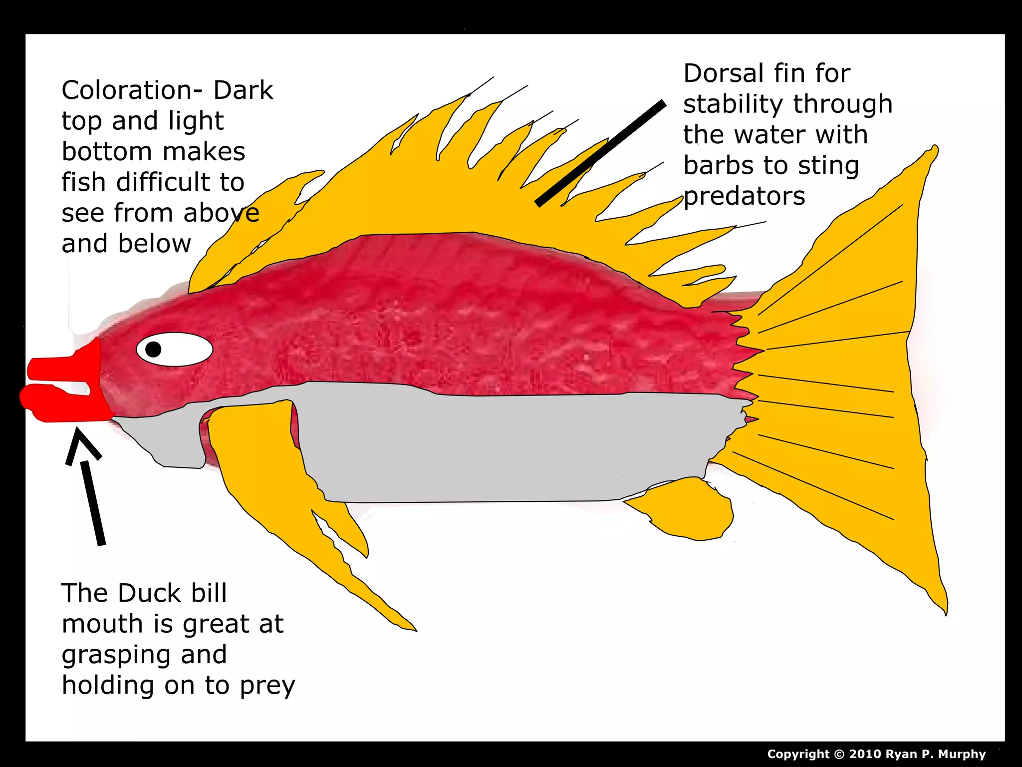 Copyright © 2010 Ryan P. Murphy
Dorsal fin for
stability through
the water with
barbs to sting
predators
Coloration- Dark
top and light
bottom makes
fish difficult to
see from above
and below
The Duck bill
mouth is great at
grasping and
holding on to prey
 