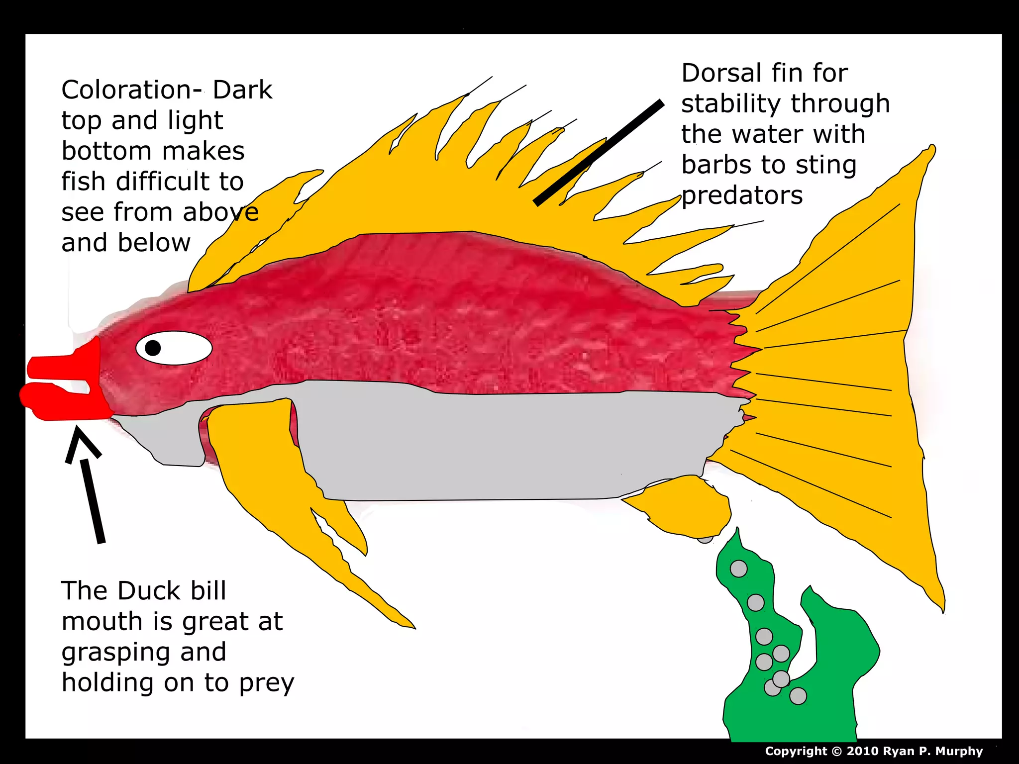 Copyright © 2010 Ryan P. Murphy
Dorsal fin for
stability through
the water with
barbs to sting
predators
Coloration- Dark
top and light
bottom makes
fish difficult to
see from above
and below
The Duck bill
mouth is great at
grasping and
holding on to prey
 
