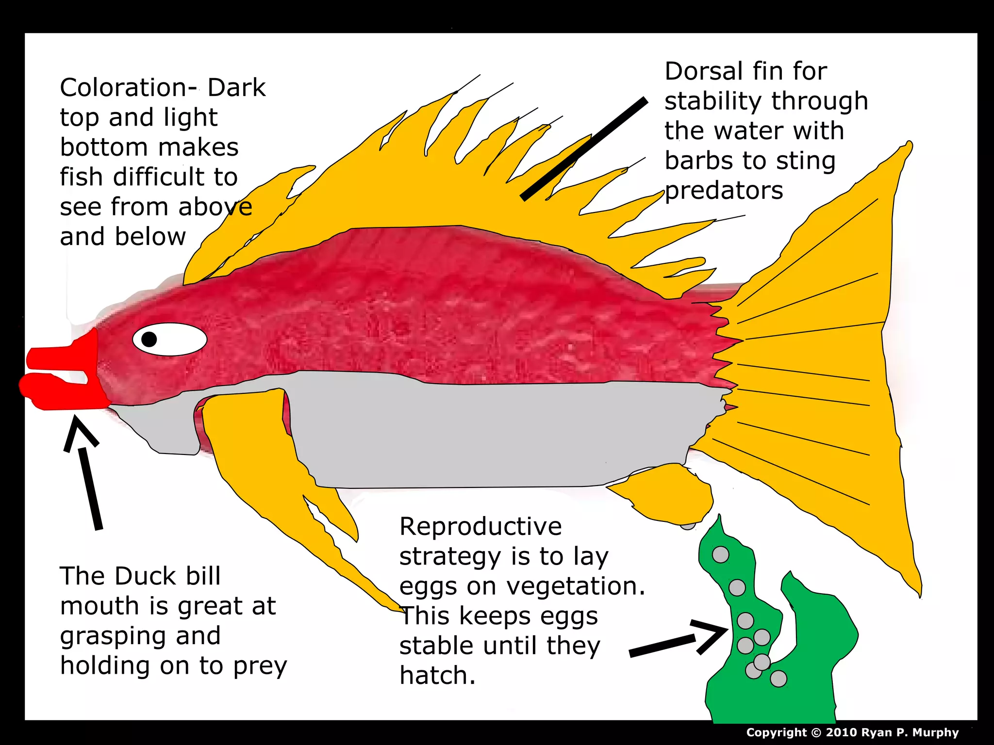 Copyright © 2010 Ryan P. Murphy
Dorsal fin for
stability through
the water with
barbs to sting
predators
Coloration- Dark
top and light
bottom makes
fish difficult to
see from above
and below
The Duck bill
mouth is great at
grasping and
holding on to prey
Reproductive
strategy is to lay
eggs on vegetation.
This keeps eggs
stable until they
hatch.
 