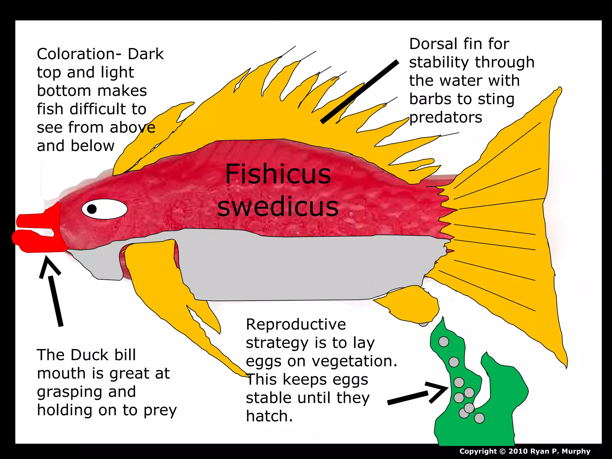 Copyright © 2010 Ryan P. Murphy
Dorsal fin for
stability through
the water with
barbs to sting
predators
Coloration- Dark
top and light
bottom makes
fish difficult to
see from above
and below
The Duck bill
mouth is great at
grasping and
holding on to prey
Reproductive
strategy is to lay
eggs on vegetation.
This keeps eggs
stable until they
hatch.
Fishicus
swedicus
 