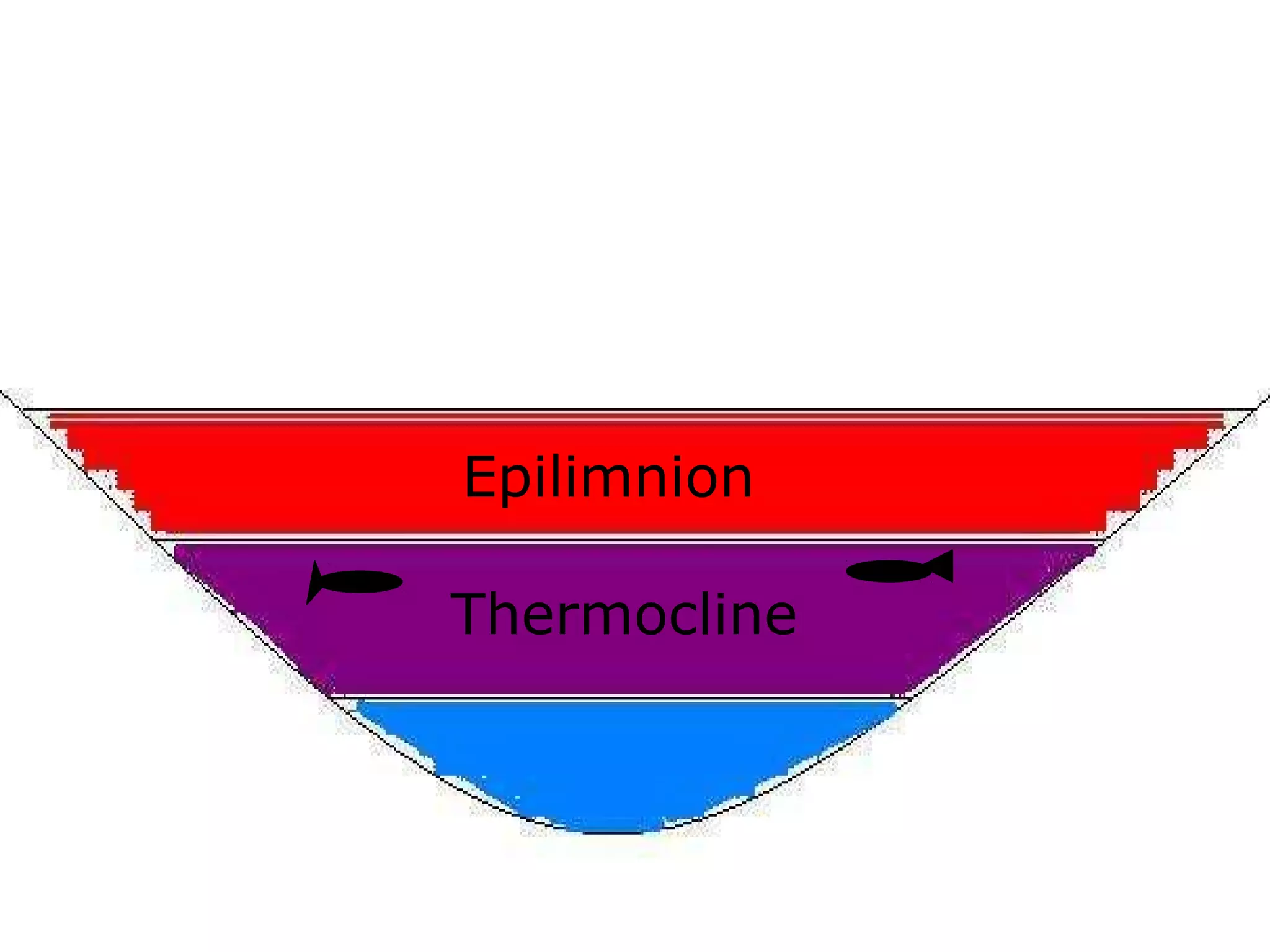 Epilimnion
Thermocline
 