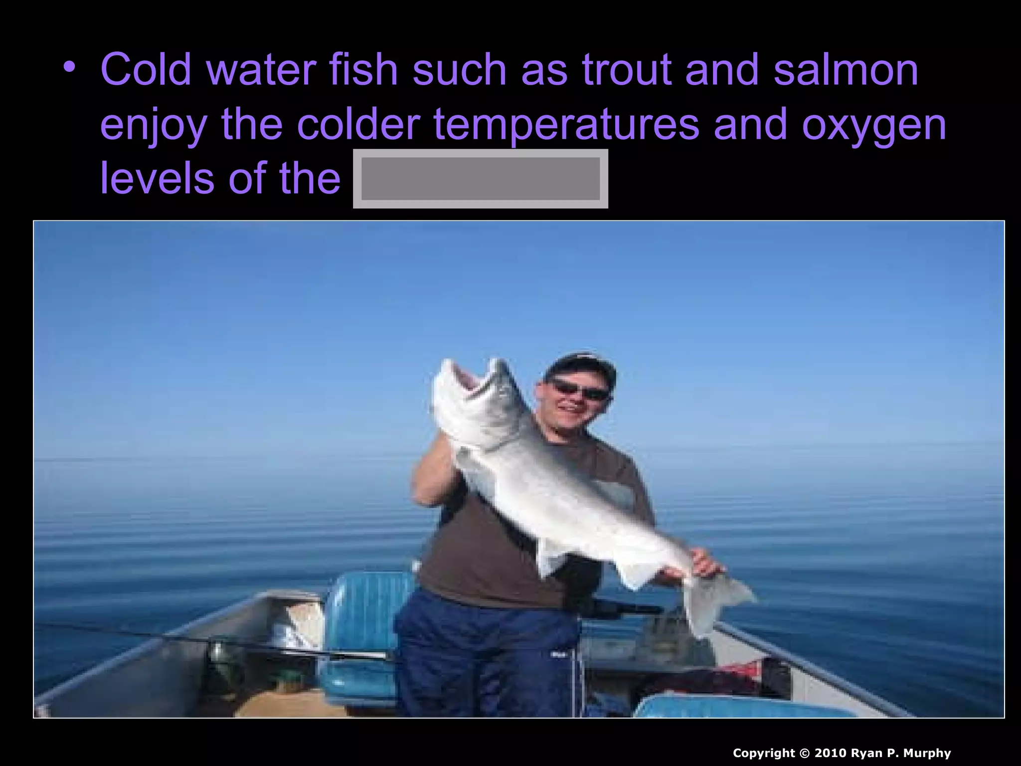 • Cold water fish such as trout and salmon
enjoy the colder temperatures and oxygen
levels of the thermocline.
Copyright © 2010 Ryan P. Murphy
 