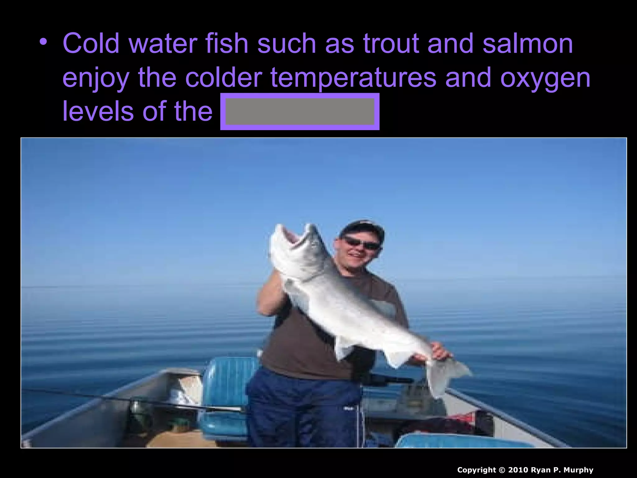 • Cold water fish such as trout and salmon
enjoy the colder temperatures and oxygen
levels of the thermocline.
Copyright © 2010 Ryan P. Murphy
 