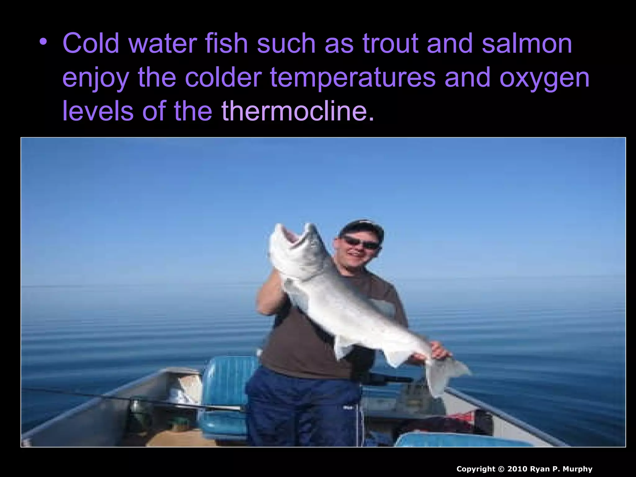 • Cold water fish such as trout and salmon
enjoy the colder temperatures and oxygen
levels of the thermocline.
Copyright © 2010 Ryan P. Murphy
 