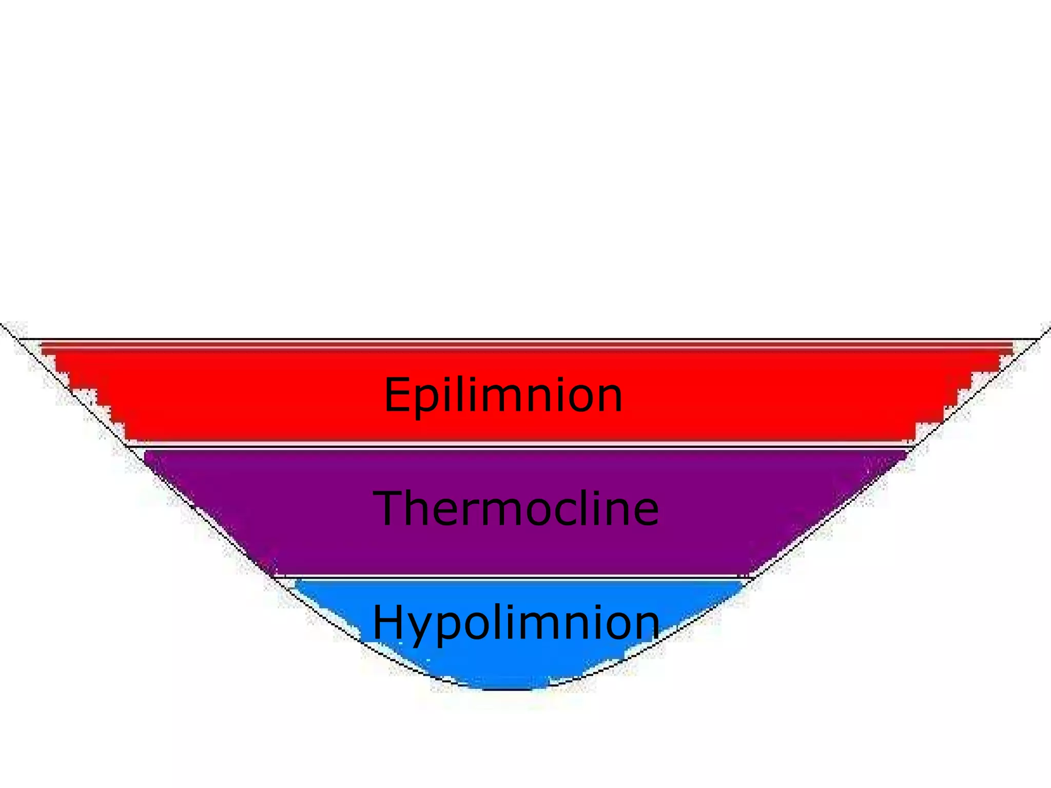 Epilimnion
Thermocline
Hypolimnion
 