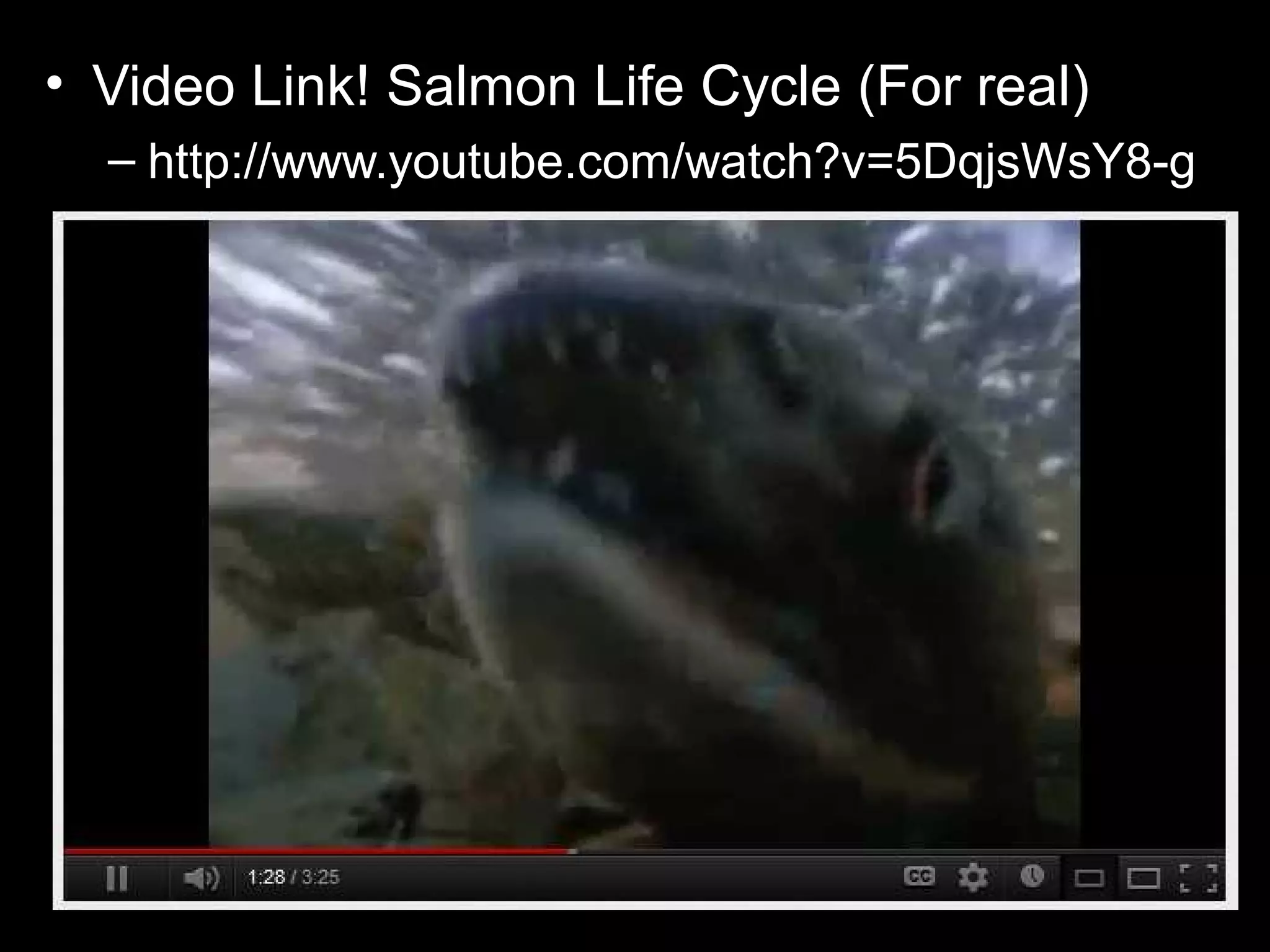 • Video Link! Salmon Life Cycle (For real)
– http://www.youtube.com/watch?v=5DqjsWsY8-g
 