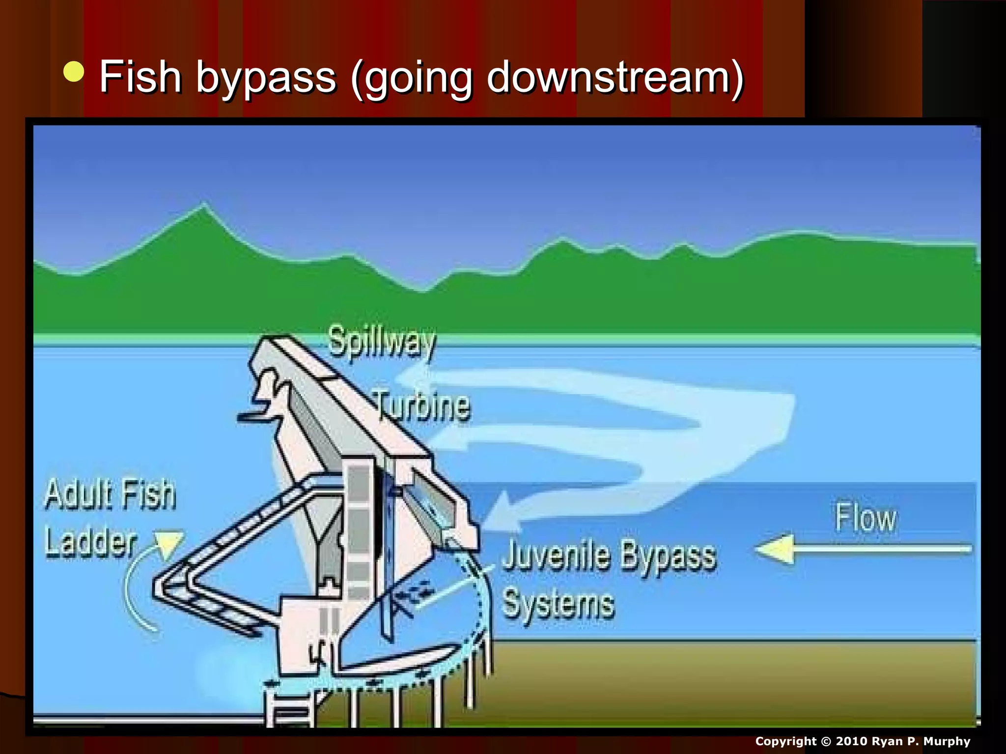 Fish bypass (going downstream)Fish bypass (going downstream)
Copyright © 2010 Ryan P. Murphy
 
