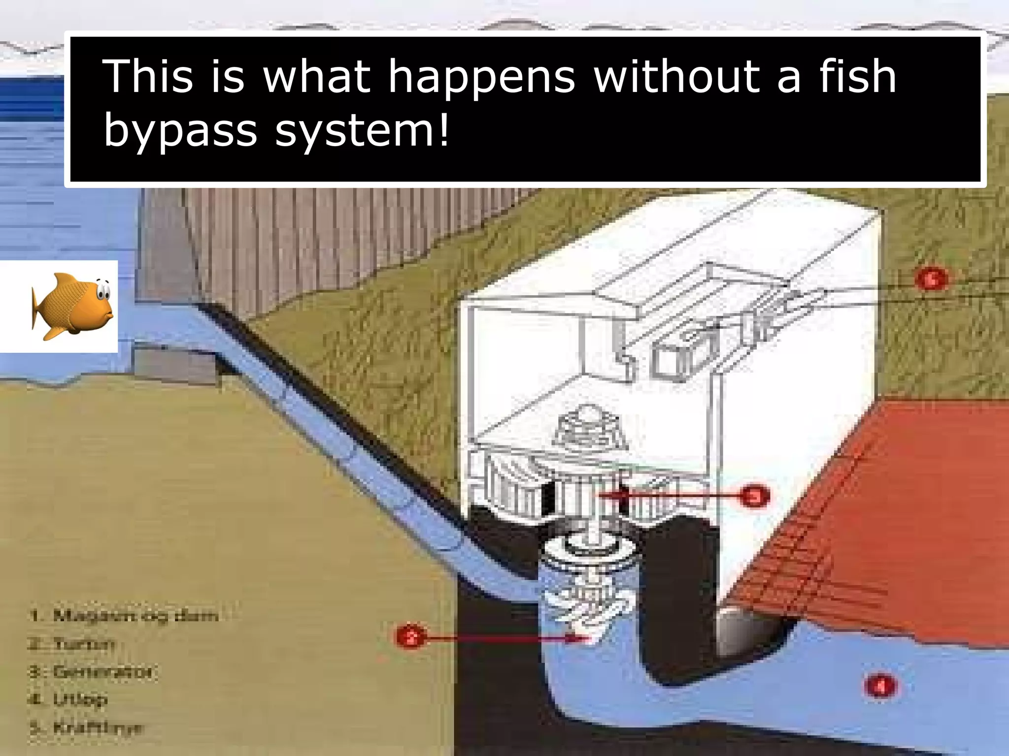 This is what happens without a fish
bypass system!
 