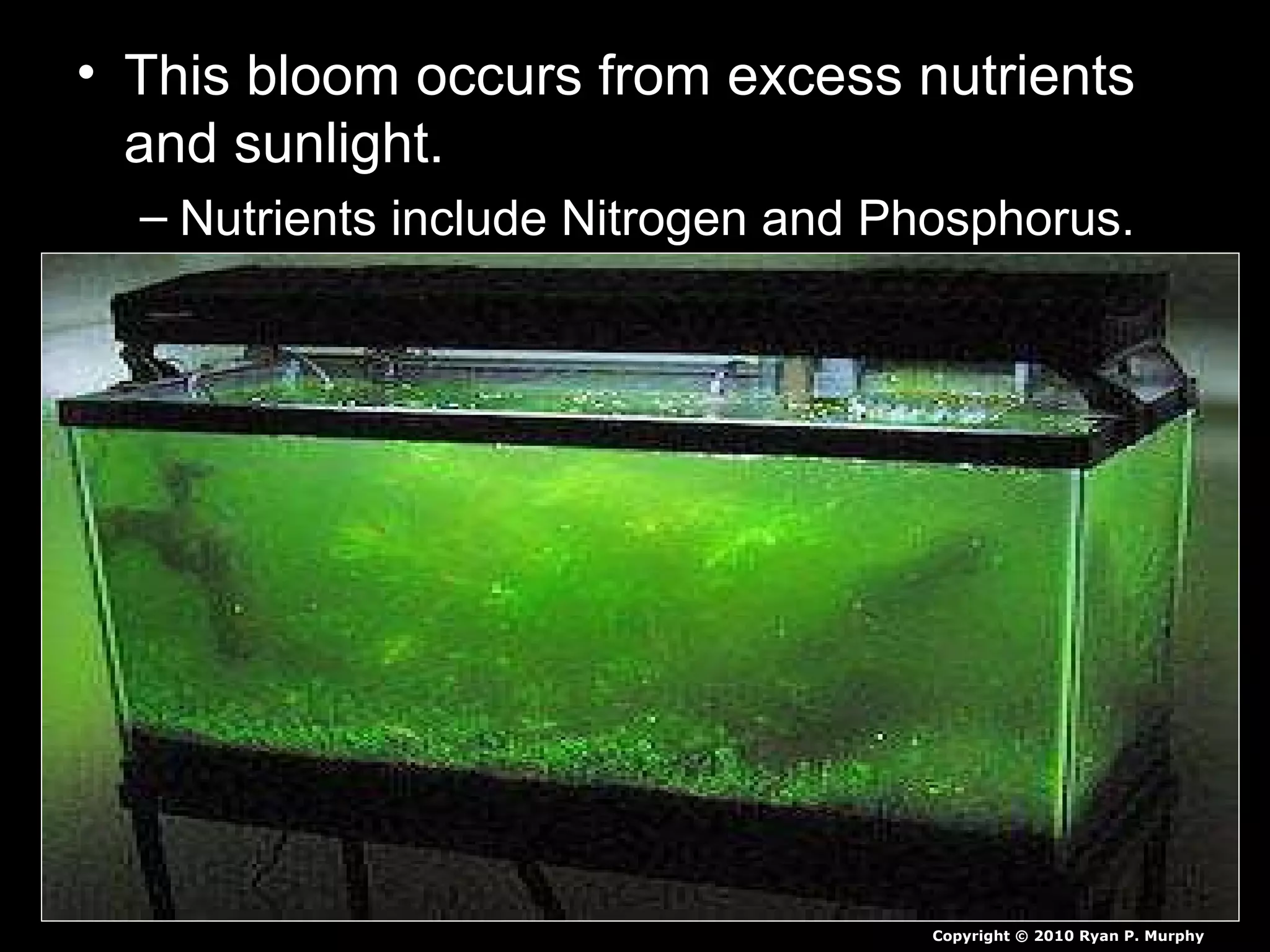 • This bloom occurs from excess nutrients
and sunlight.
– Nutrients include Nitrogen and Phosphorus.
Copyright © 2010 Ryan P. Murphy
 