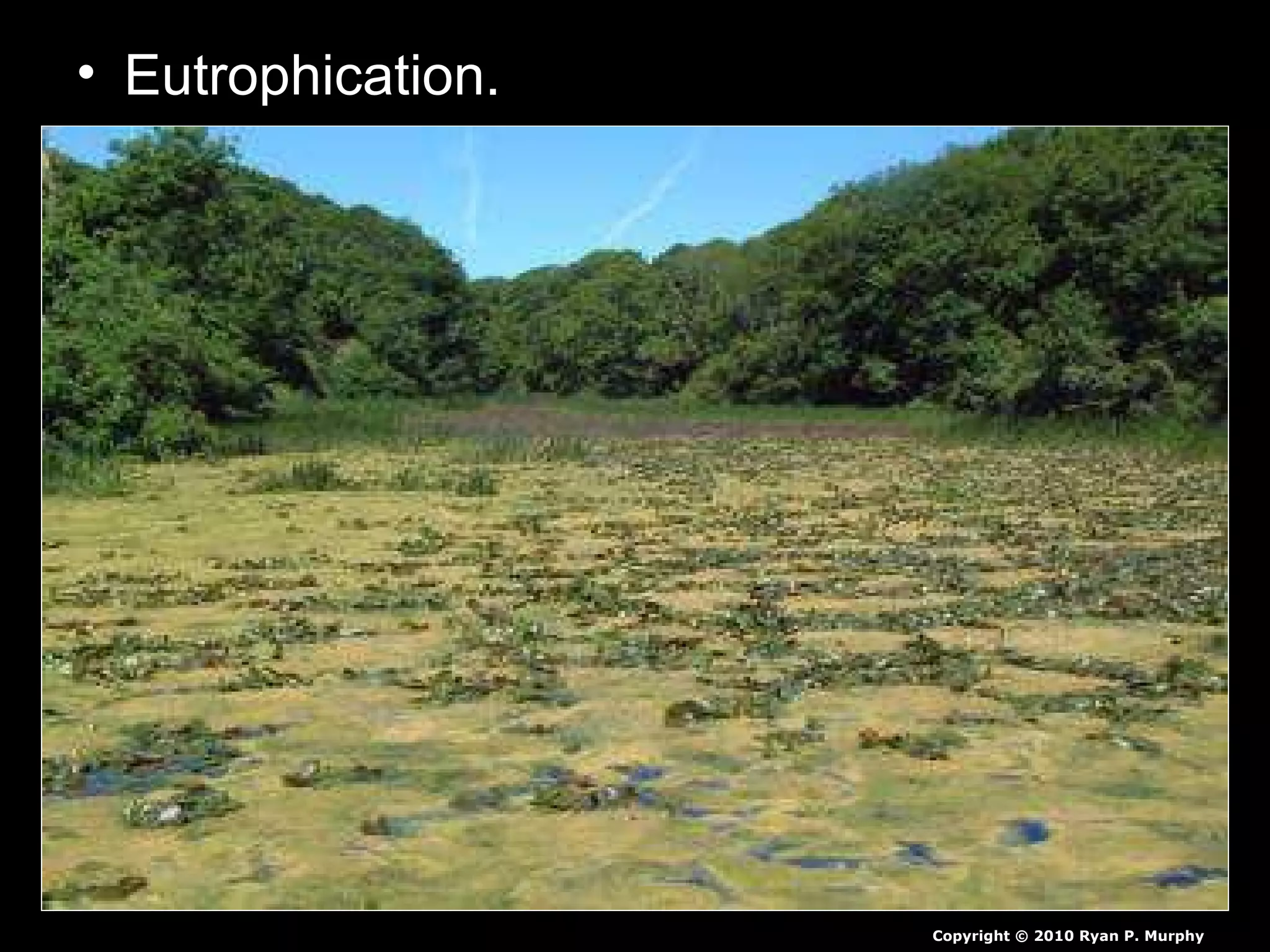 • Eutrophication.
Copyright © 2010 Ryan P. Murphy
 