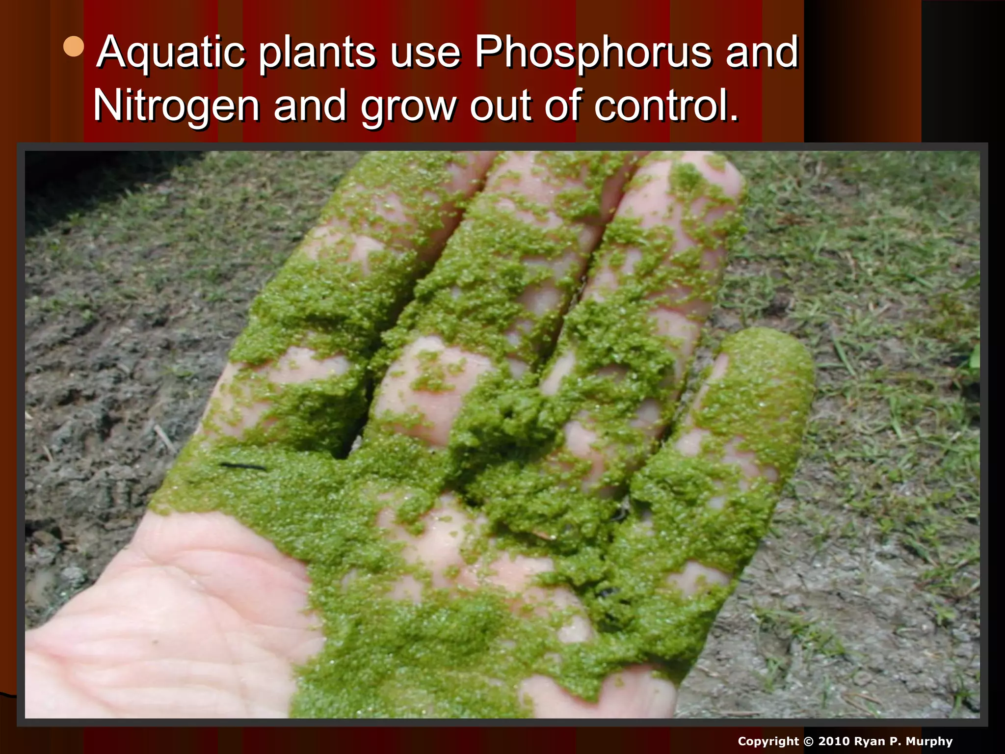 Aquatic plants use Phosphorus andAquatic plants use Phosphorus and
Nitrogen and grow out of control.Nitrogen and grow out of control.
Copyright © 2010 Ryan P. Murphy
 