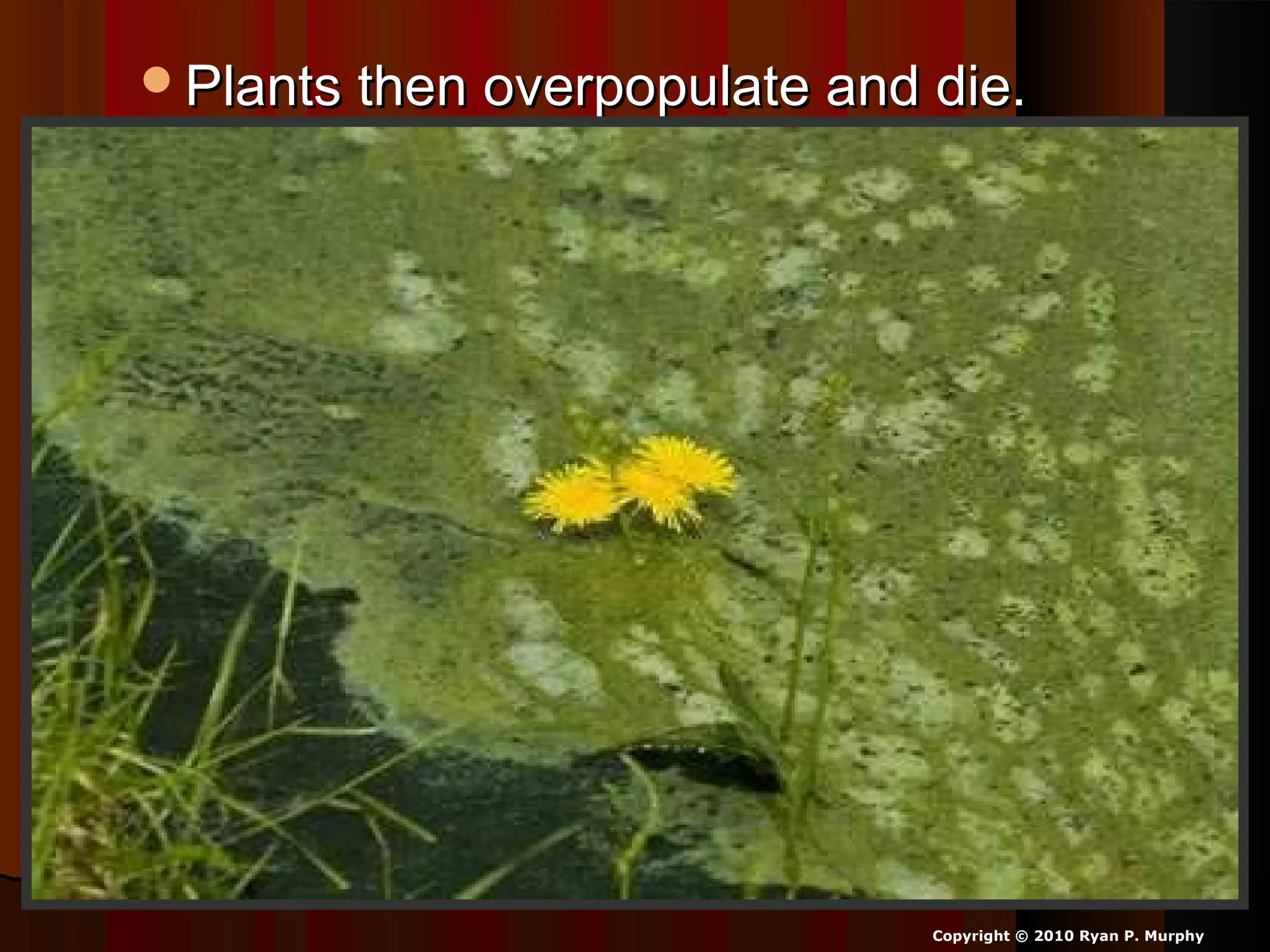 Plants then overpopulate and die.Plants then overpopulate and die.
Copyright © 2010 Ryan P. Murphy
 