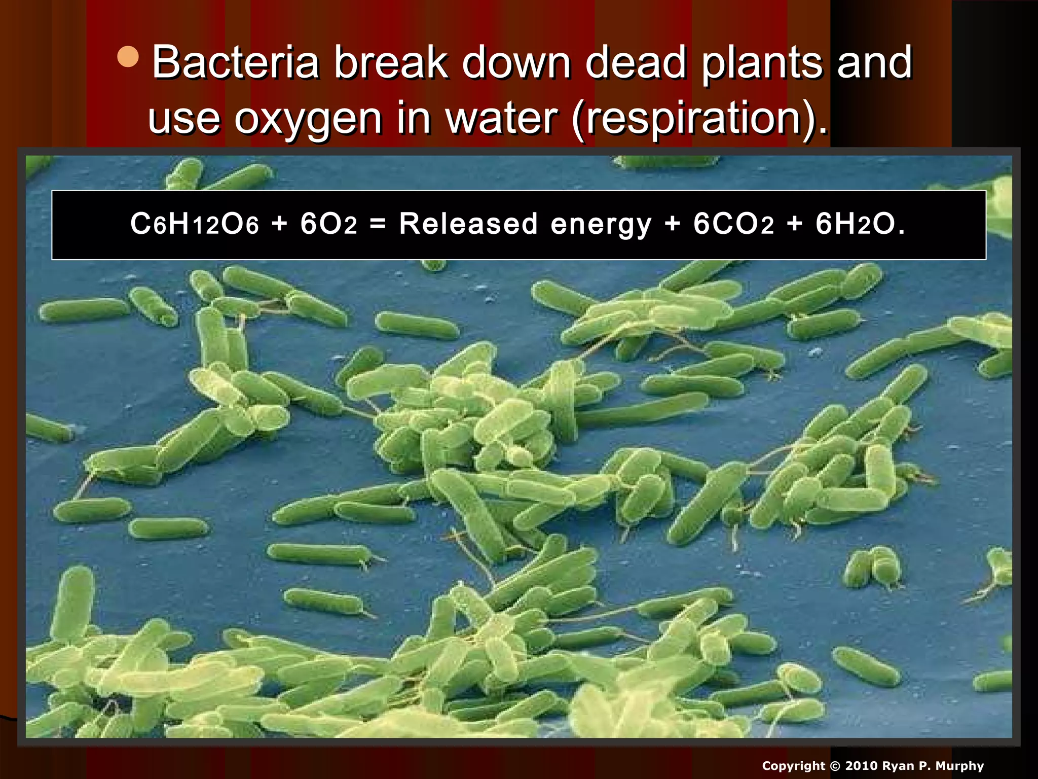 Bacteria break down dead plants andBacteria break down dead plants and
use oxygen in water (respiration).use oxygen in water (respiration).
Copyright © 2010 Ryan P. Murphy
CC66 HH1212 OO66 + 6O+ 6O22 = Released energy + 6CO= Released energy + 6CO 22 + 6H+ 6H22 O.O.
 