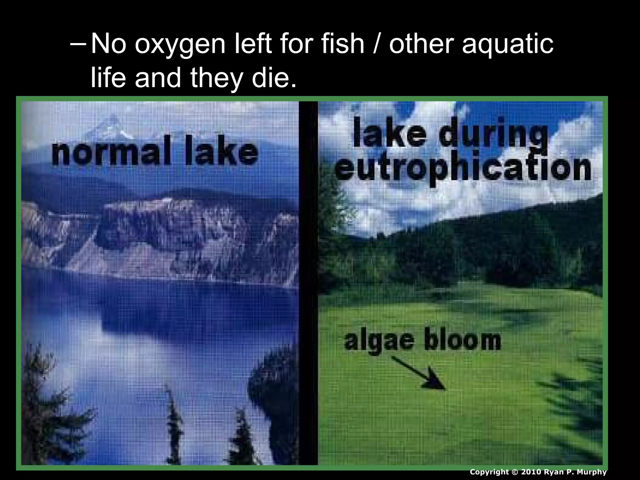 – No oxygen left for fish / other aquaticNo oxygen left for fish / other aquatic
life and they die.life and they die.
Copyright © 2010 Ryan P. Murphy
 