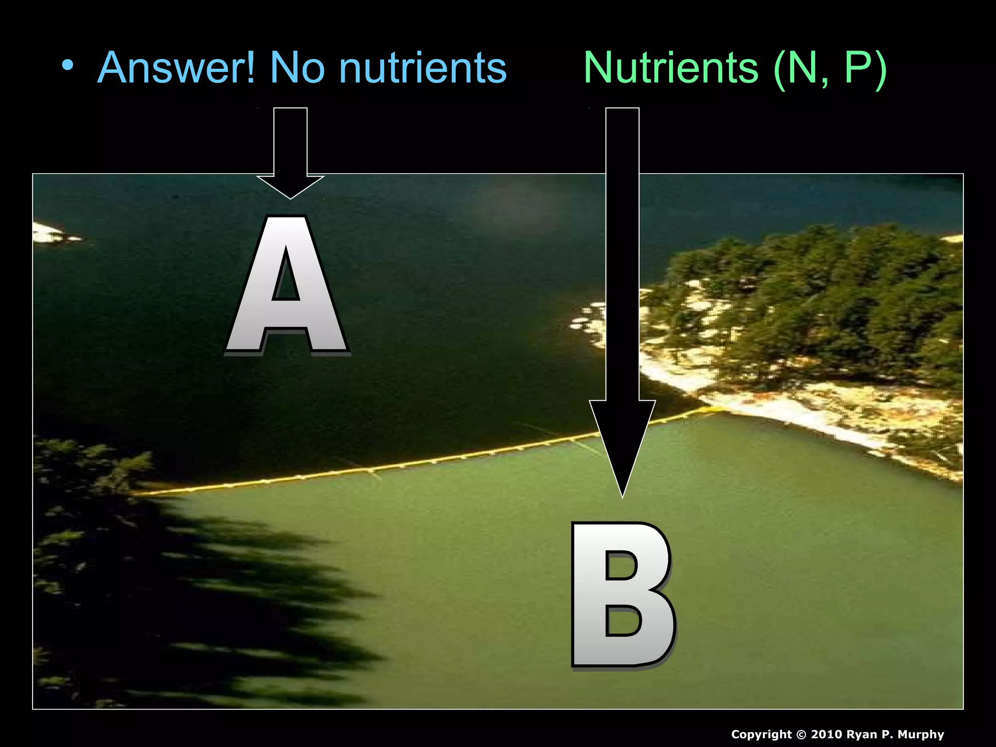 • Answer! No nutrients Nutrients (N, P)
Copyright © 2010 Ryan P. Murphy
 