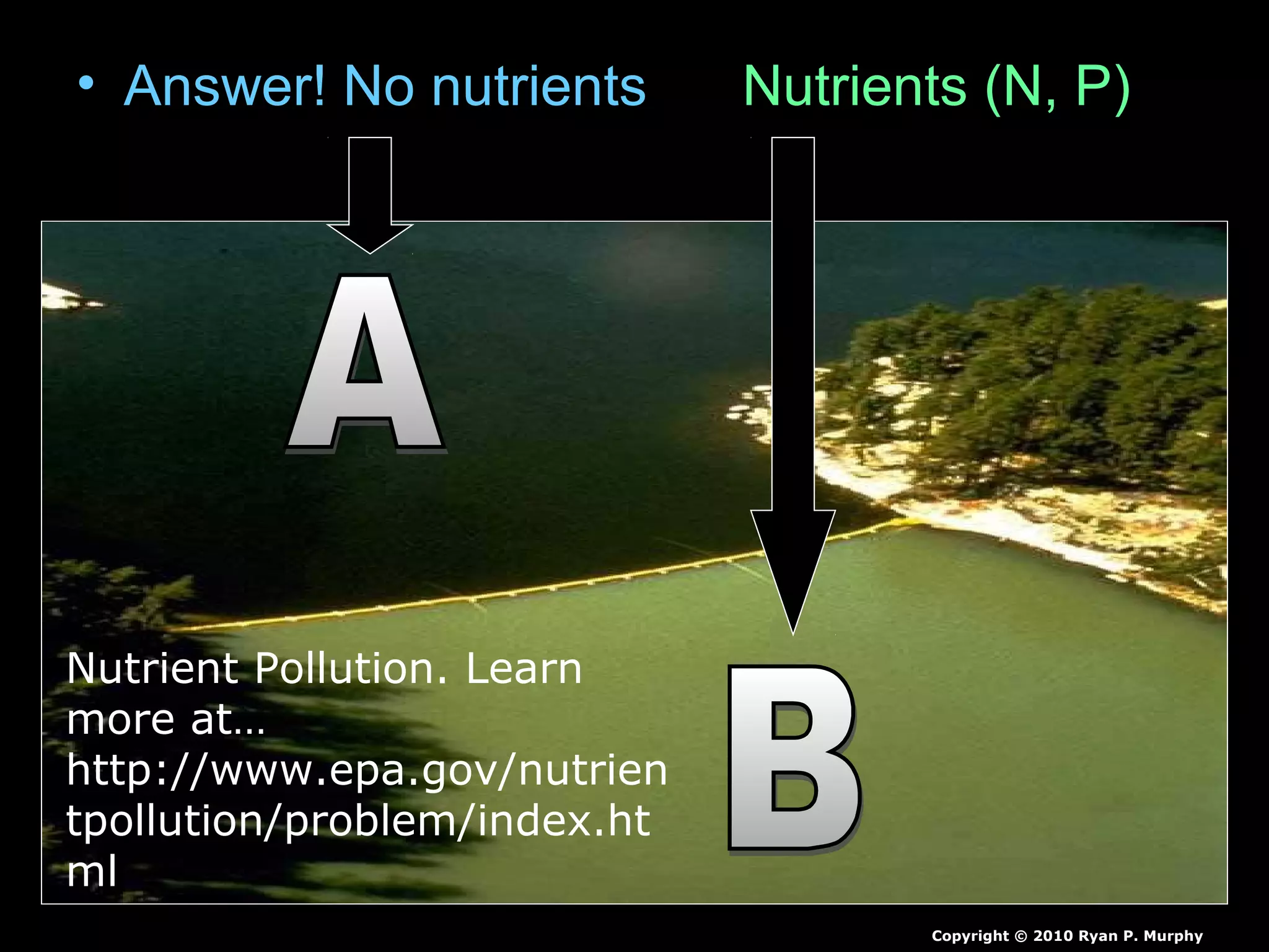 • Answer! No nutrients Nutrients (N, P)
Copyright © 2010 Ryan P. Murphy
Nutrient Pollution. Learn
more at…
http://www.epa.gov/nutrien
tpollution/problem/index.ht
ml
 