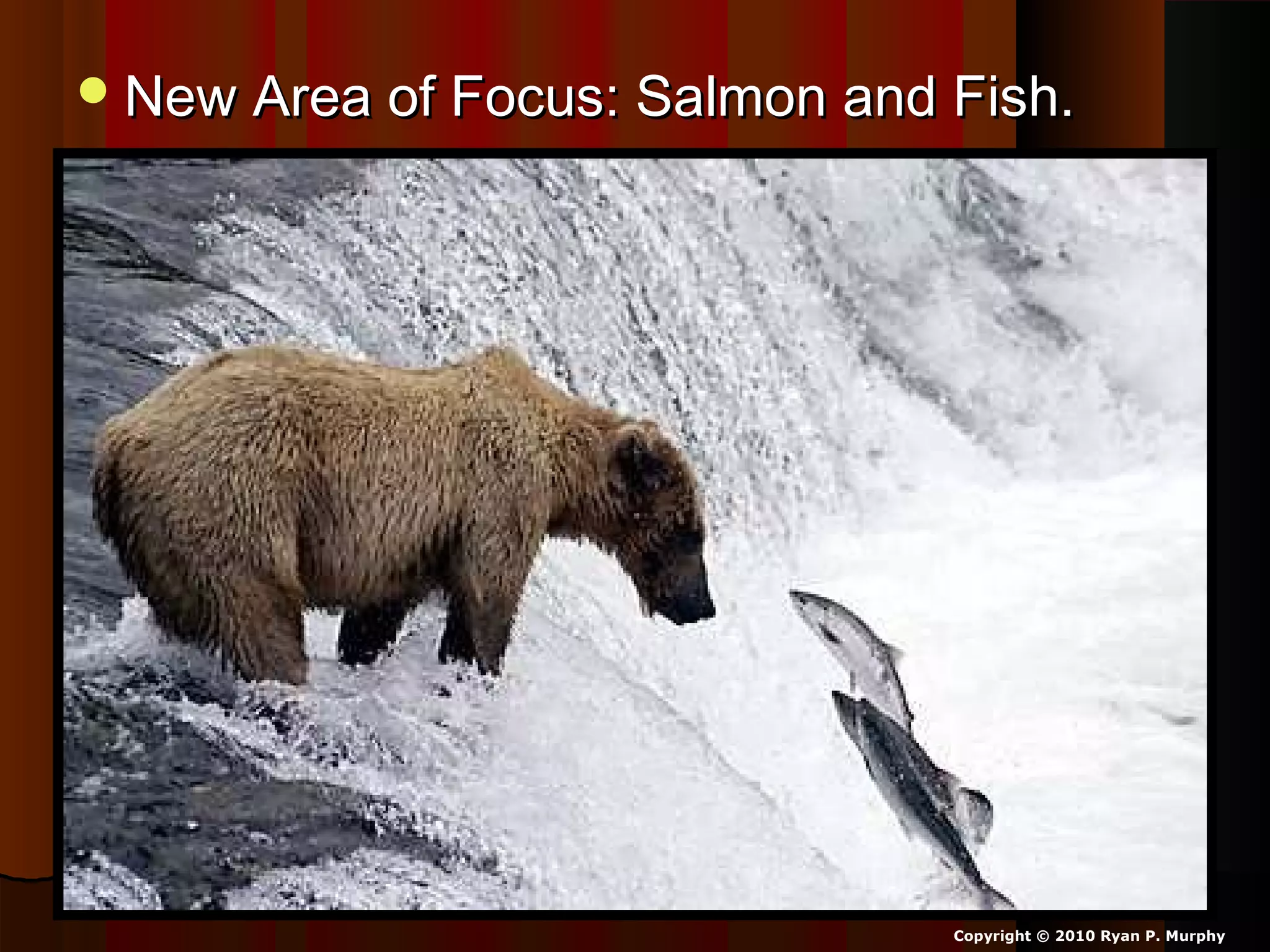 New Area of Focus: Salmon and Fish.New Area of Focus: Salmon and Fish.
Copyright © 2010 Ryan P. Murphy
 