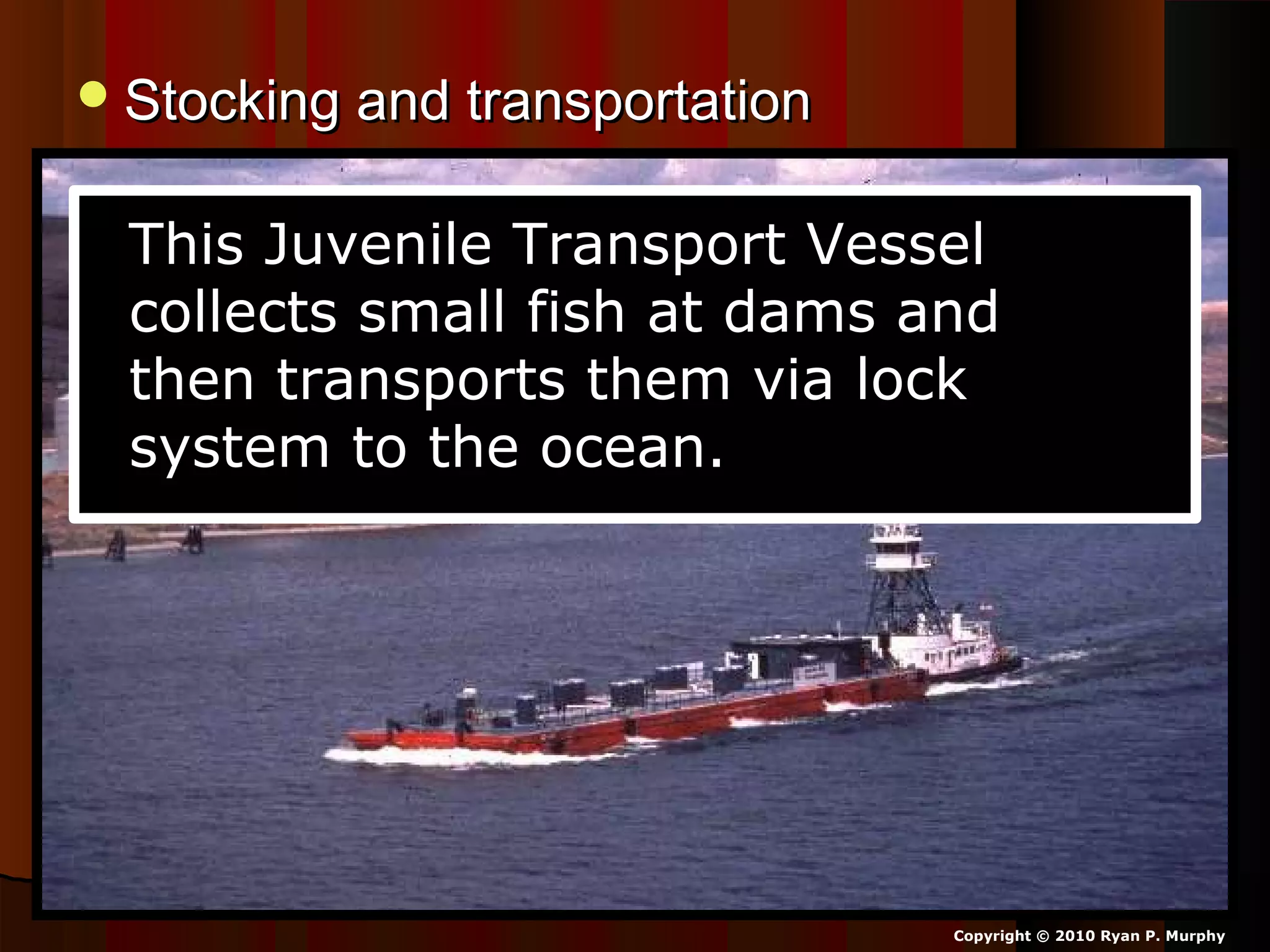 Stocking and transportationStocking and transportation
Copyright © 2010 Ryan P. Murphy
This Juvenile Transport Vessel
collects small fish at dams and
then transports them via lock
system to the ocean.
 