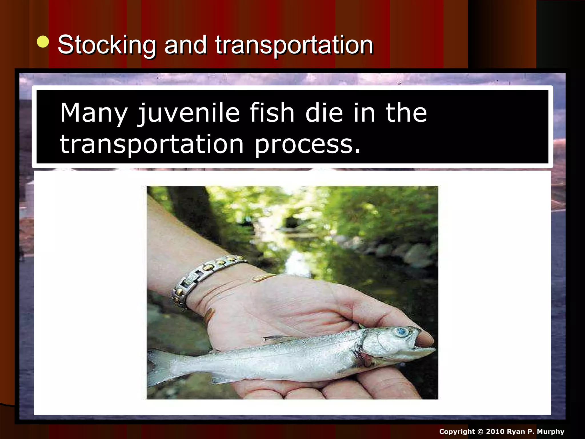 Stocking and transportationStocking and transportation
Copyright © 2010 Ryan P. Murphy
Many juvenile fish die in the
transportation process.
 