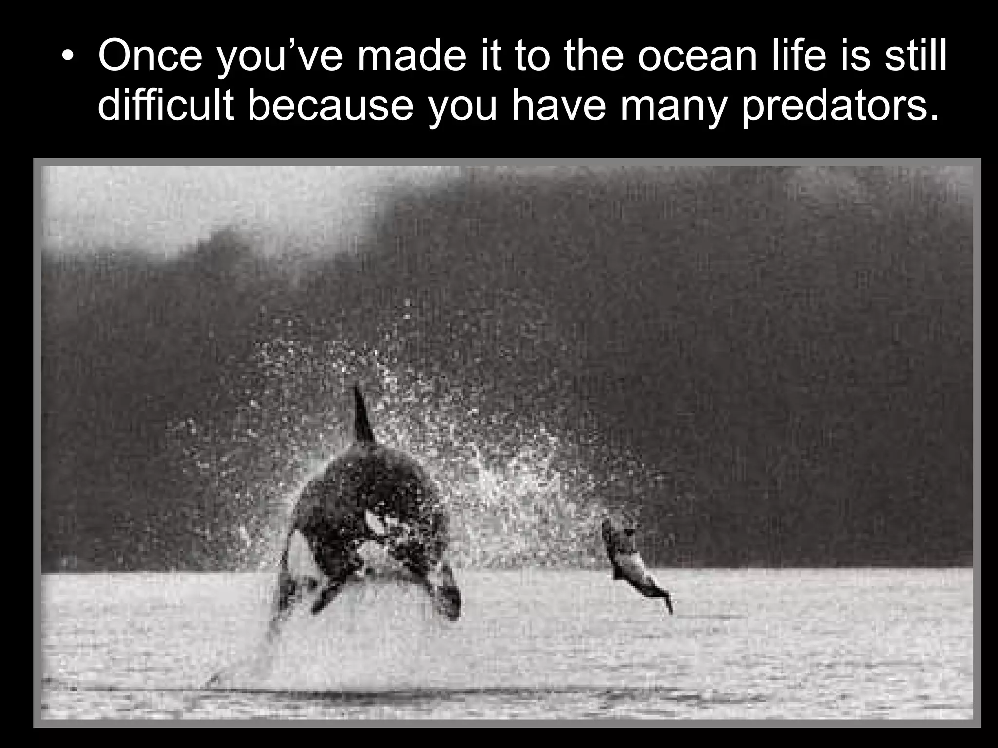 • Once you’ve made it to the ocean life is still
difficult because you have many predators.
 