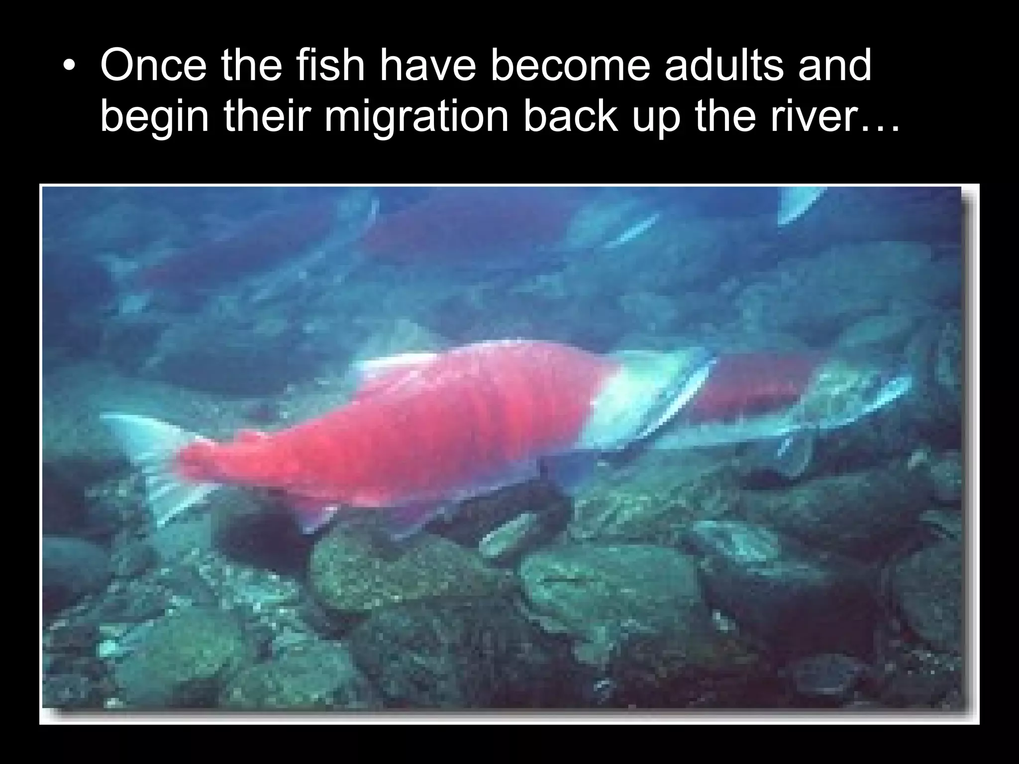 • Once the fish have become adults and
begin their migration back up the river…
 