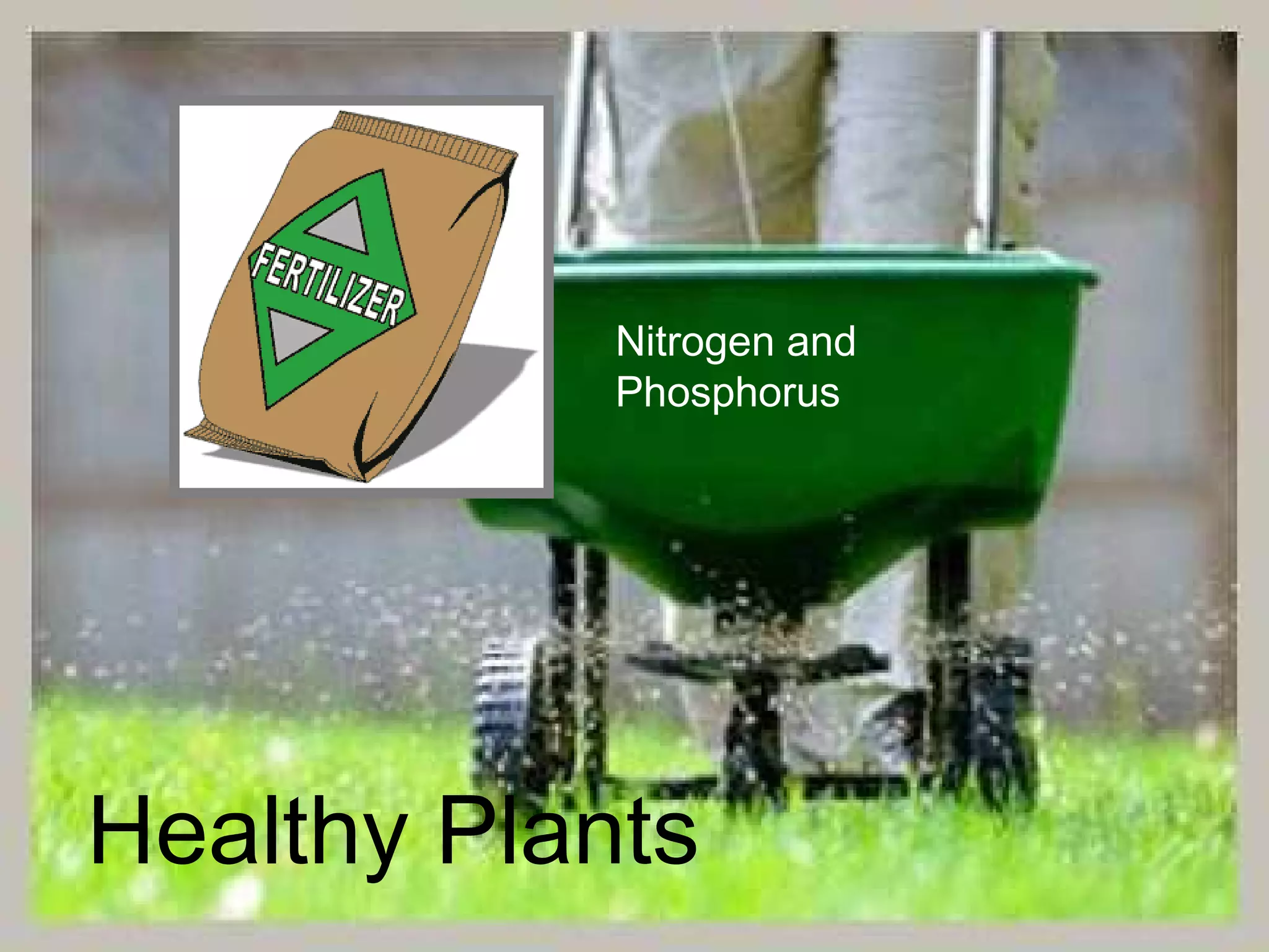 Nitrogen and
Phosphorus
Healthy Plants
 