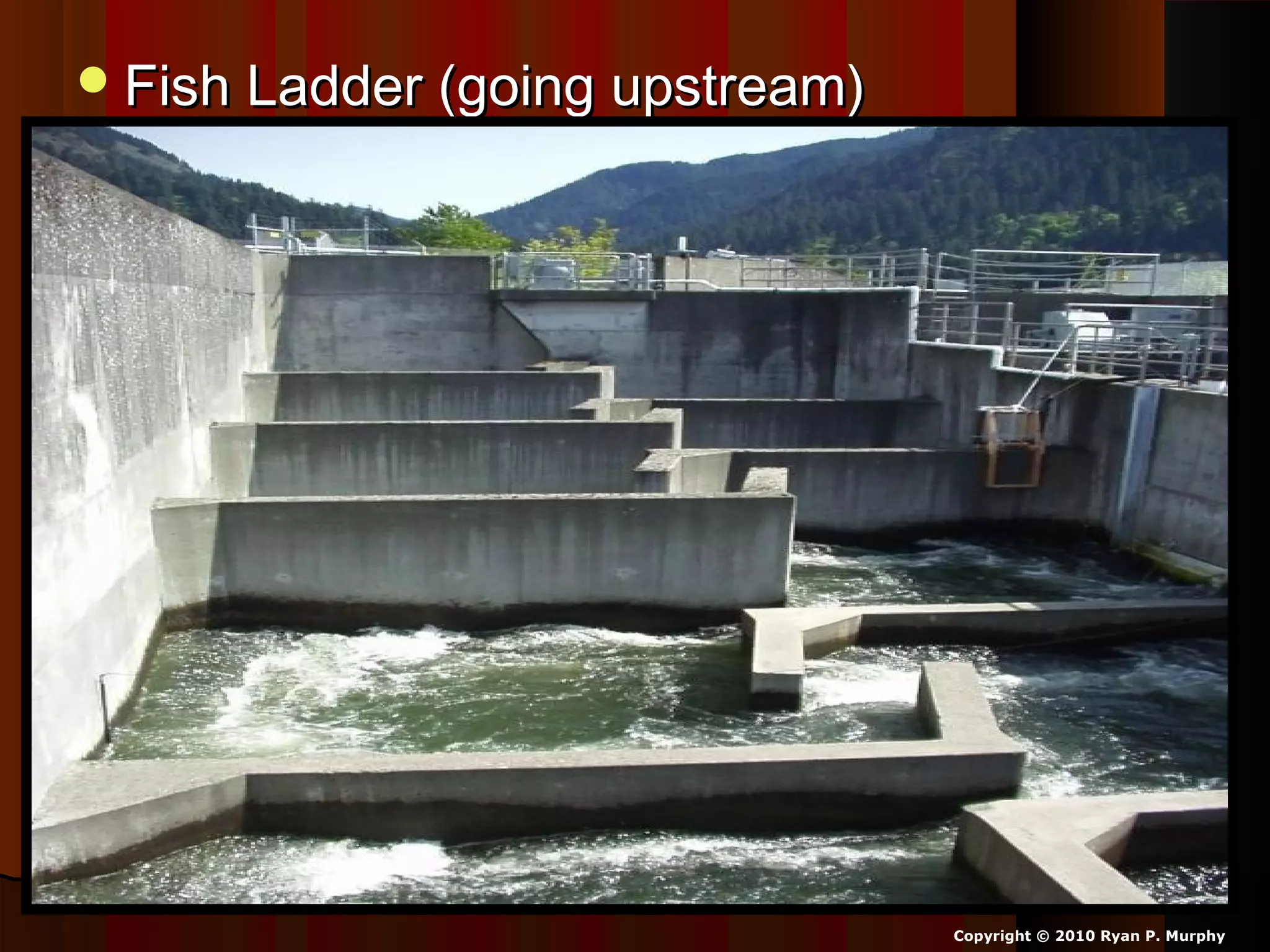 Fish Ladder (going upstream)Fish Ladder (going upstream)
Copyright © 2010 Ryan P. Murphy
 