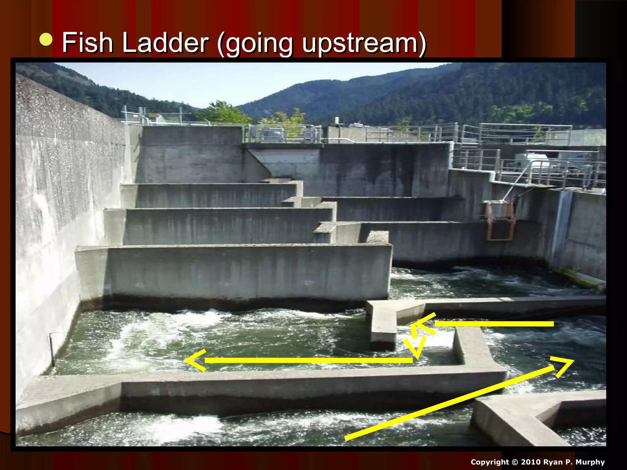 Fish Ladder (going upstream)Fish Ladder (going upstream)
Copyright © 2010 Ryan P. Murphy
 
