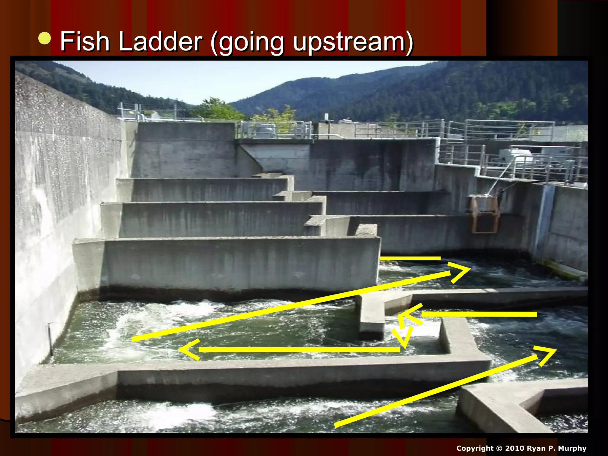 Fish Ladder (going upstream)Fish Ladder (going upstream)
Copyright © 2010 Ryan P. Murphy
 