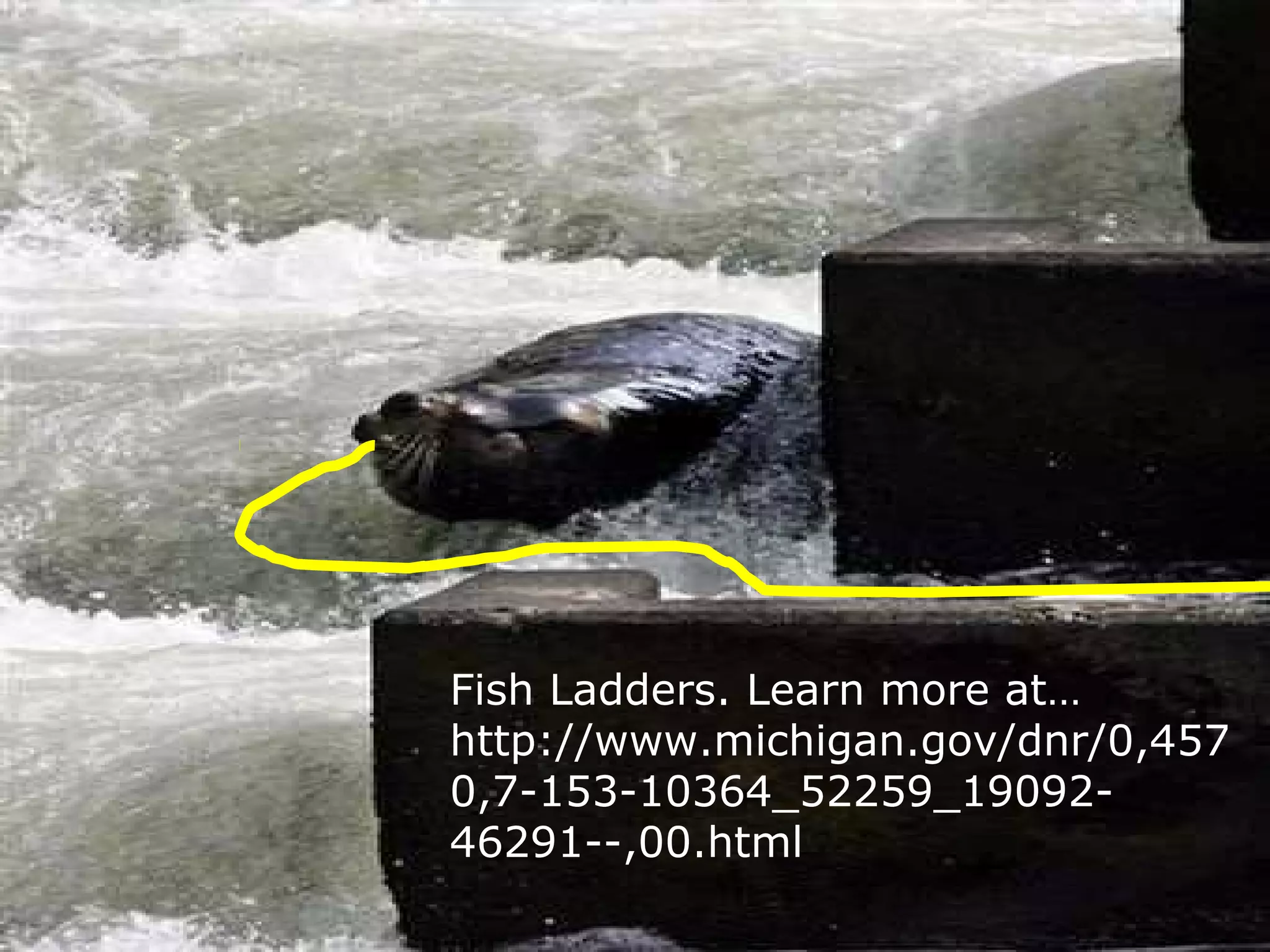 Fish Ladders. Learn more at…
http://www.michigan.gov/dnr/0,457
0,7-153-10364_52259_19092-
46291--,00.html
 