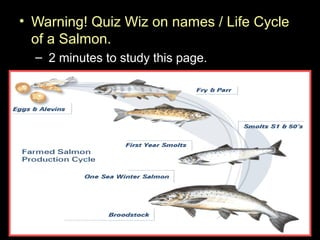 • Warning! Quiz Wiz on names / Life Cycle
of a Salmon.
– 2 minutes to study this page.
 