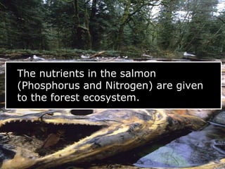 The nutrients in the salmon
(Phosphorus and Nitrogen) are given
to the forest ecosystem.
 
