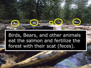 Birds, Bears, and other animals
eat the salmon and fertilize the
forest with their scat (feces).
 