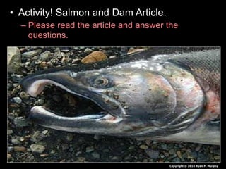• Activity! Salmon and Dam Article.
– Please read the article and answer the
questions.
Copyright © 2010 Ryan P. Murphy
 