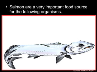 • Salmon are a very important food source
for the following organisms.
Copyright © 2010 Ryan P. Murphy
 