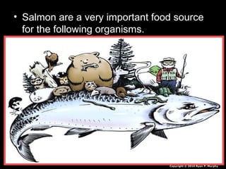 • Salmon are a very important food source
for the following organisms.
Copyright © 2010 Ryan P. Murphy
 