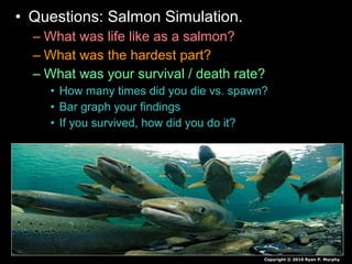 • Questions: Salmon Simulation.
– What was life like as a salmon?
– What was the hardest part?
– What was your survival / death rate?
• How many times did you die vs. spawn?
• Bar graph your findings
• If you survived, how did you do it?
Copyright © 2010 Ryan P. Murphy
 