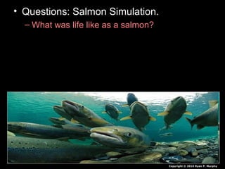 • Questions: Salmon Simulation.
– What was life like as a salmon?
Copyright © 2010 Ryan P. Murphy
 