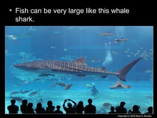 • Fish can be very large like this whale
shark.
Copyright © 2010 Ryan P. Murphy
 