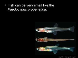 • Fish can be very small like the
Paedocypris progenetica.
Copyright © 2010 Ryan P. Murphy
 