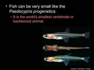 • Fish can be very small like the
Paedocypris progenetica.
– It is the world's smallest vertebrate or
backboned animal.
Copyright © 2010 Ryan P. Murphy
 