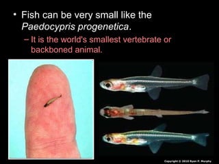 • Fish can be very small like the
Paedocypris progenetica.
– It is the world's smallest vertebrate or
backboned animal.
Copyright © 2010 Ryan P. Murphy
 