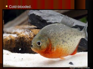  Cold-blooded.Cold-blooded.
Copyright © 2010 Ryan P. Murphy
 